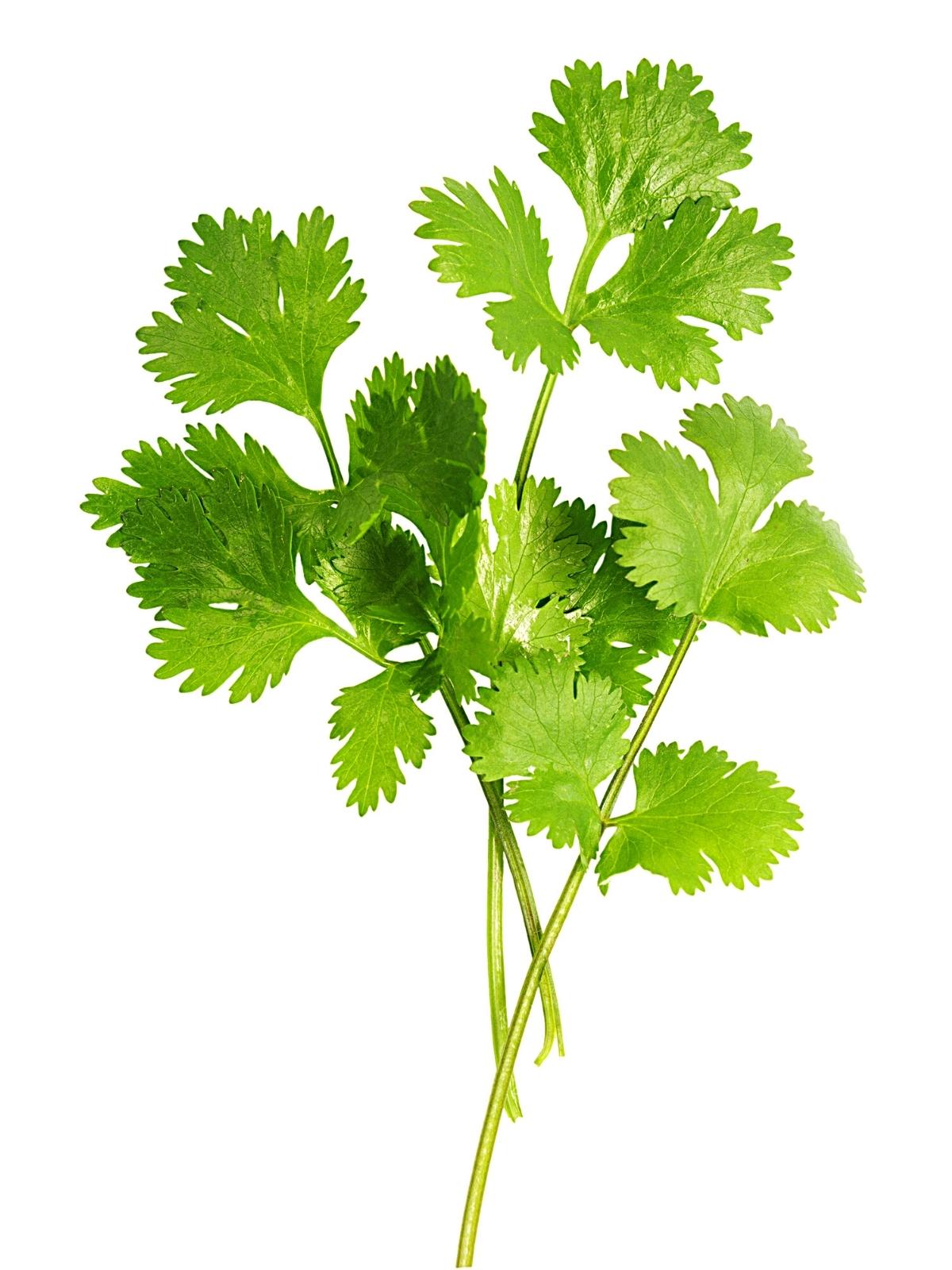 A few fresh Cilantro leaves.