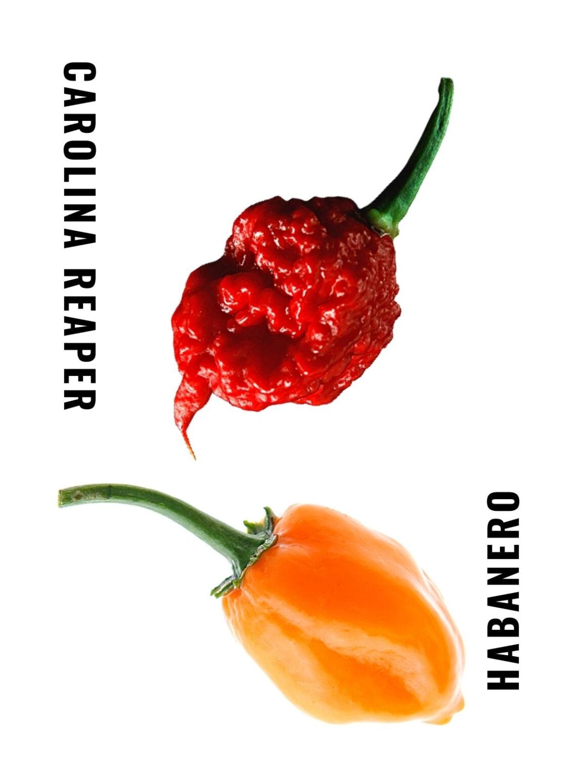Carolina Reaper: The Hottest Chili on Earth | Spice and Life