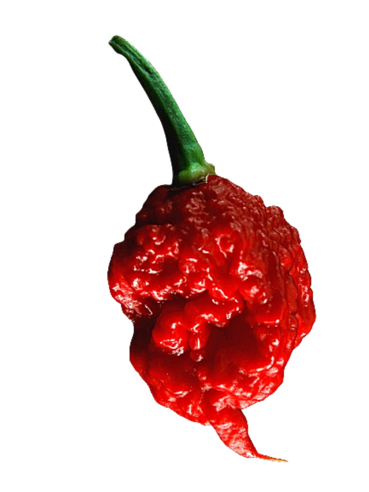 Brave The Carolina Reaper: Make The Hottest Sauce