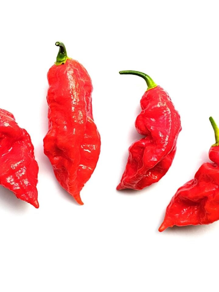 Super Hot Peppers Spice and Life
