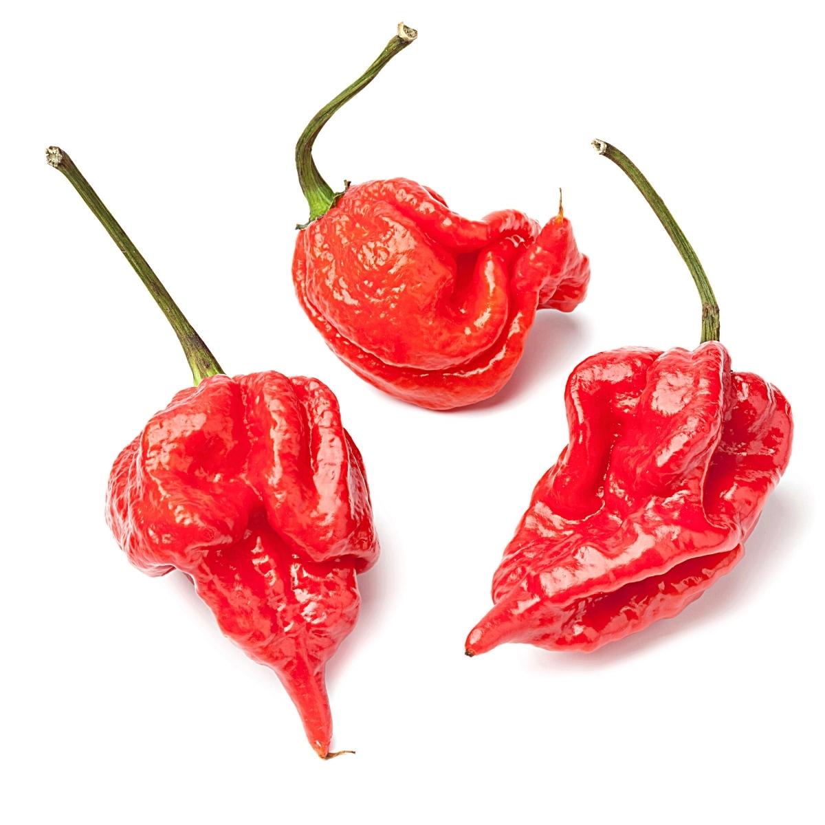 trinidad-scorpion-pepper-what-you-need-to-know-spice-and-life